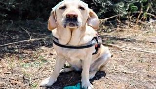 الكلبة "فرح"