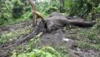 الشيخوخة تقتل أقدم فيل في حديقة إثيوبية