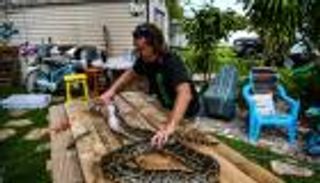 كمامات كورونا من جلود الأفاعي والثعابين.. فوائد بالجملة