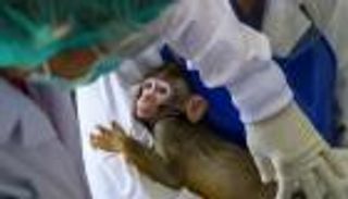 تايلاند تنضم لسباق لقاح كورونا