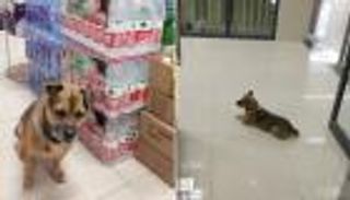 وفاء كلب.. ينتظر في المستشفى 3 أشهر بعد وفاة صاحبه بكورونا