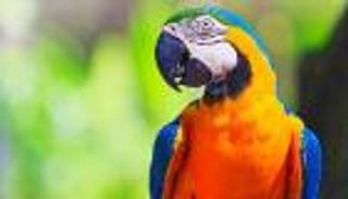 سمع الكلمات الأخيرة للضحية.. ببغاء يشهد في قضية قتل