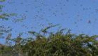 الهند تكثف جهودها لمكافحة أسراب الجراد