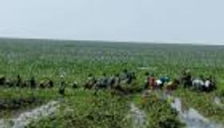 ورد النيل يهدد المياه في إثيوبيا.. يغطي 5 آلاف هكتار ببحيرة تانا