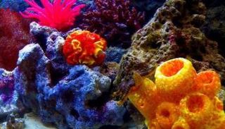 الإسفنجيات آكلة اللحوم - أرشيفية