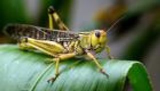 الجراد يهدد باكستان بأزمة غذائية