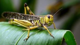 السلطات الباكستانية تعلن حالة طوارئ وطنية لمواجهة الجراد