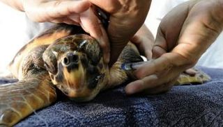 طبيب بيطري يعالج سلحفاة ضخمة الرأس ـ أرشيفية