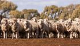 أغنام أستراليا في خطر.. أقل عدد منذ 100 عام