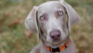 شاهد.. كلب يساعد صاحبته في حمل أكياس القمامة