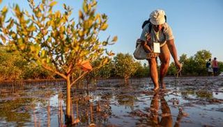 الإمارات تدشن حملة لزرع 10.6 مليون شجرة في نيبال وإندونيسيا