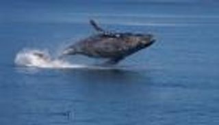 حوت أحدب "تائه" في كندا