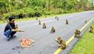 عجائب كورونا.. التزام مثالي من "القرود" بالتباعد الاجتماعي