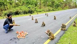 قرود المكاك تظهر التزاما مثاليا بقوانين التباعد الاجتماعي