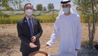 الإمارات تنجح في زراعة الأرز 