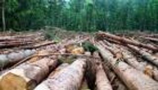 غابات الأمازون تستغيث.. قطع الأشجار تحت ستار كورونا