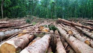 إزالة الأشجار تهدد غابات الأمازون