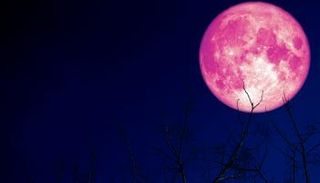 قمر الفراولة (أرشيفية)