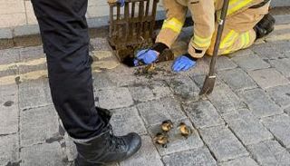 أحد رجال الإطفاء يساعد في إخراج البط من المجارير - ديلي ميل