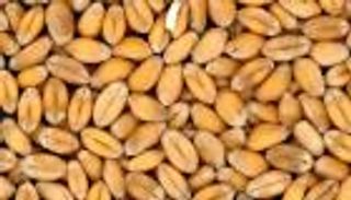 تناول الحبوب الكاملة يقلل خطر الإصابة بالسكري