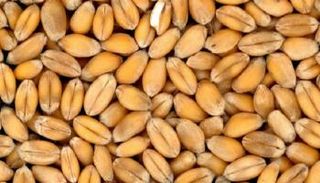 تناول كميات كبيرة من الكربوهيدرات مرتبط بخطر أعلى لداء السكري 