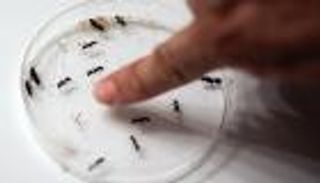 المهنة عالم حشرات.. والمختبر "حمّام منزله"