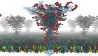 نموذج بروتين السنبلة.. هكذا نفهم فيروس كورونا