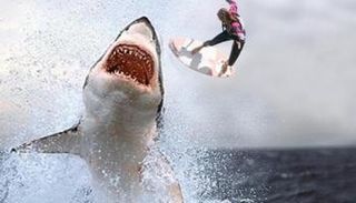 قرش يهاجم راكب أمواج - أرشيفية