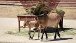 ولادة 18 مهرا من فصيلة برزيوالسكي المهددة بالانقراض