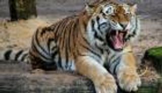 السجن مدى الحياة للنمر آكل البشر في الهند