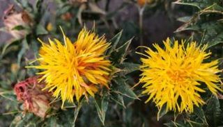 زهرة القرطم تتميز بأوراقها النجمية الصفراء