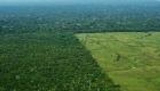 قانون برازيلي يهدد غابات الأمازون