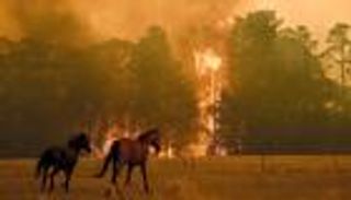 "حرائق الغابات وتغير المناخ" قمة أسترالية "أونلاين"