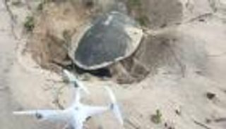 أستراليا تتعقب السلاحف البحرية بـ"طائرات مسيرة"