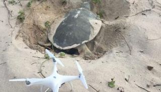 طائرات بدون طيار تتعقب السلاحف البحرية في أستراليا