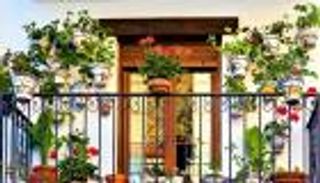 نباتات يمكن زراعتها في شرفة المنزل.. الطماطم تزدهر في الظل