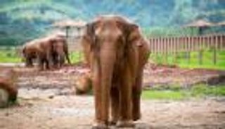 بأمر كورونا.. إجازة إجبارية لأفيال تايلاند