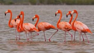 طائر الفلامنجو