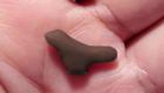 أقدم منحوتة في شرق آسيا.. طائر عمره 13500 عام