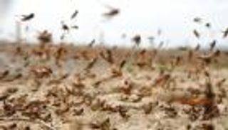 طائرات مسيرة تصد هجوم الجراد.. أخطر من كورونا