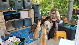 مانتاس أثناء إطعامه كلابه