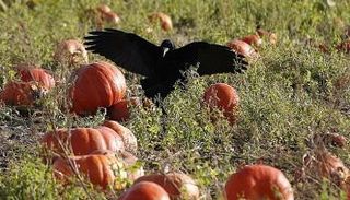 الغربان تنتهج حيلا مختلفة للحصول على الطعام