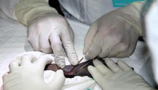 تشريح خفاش لمعرفة المزيد عن كورونا