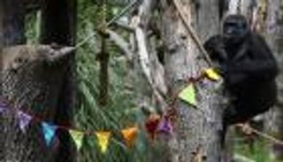 غوريلا لندن في انتظار الزائرين.. مكسرات وبروكلي وزينة 