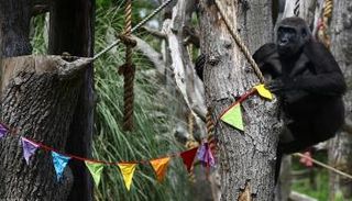 غوريلا على إحدى أشجار الحديقة