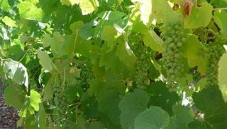 النساء قطفن أوراق العنب بقيمة 1000 يورو