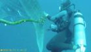 سمكة قرش ترفض النجاة وتهرب إلى "الإعدام"