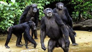 مجموعة من قردة الشمبانزي