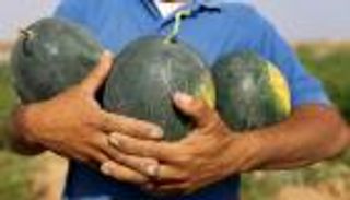 كورونا يضرب "بطيخ غزة".. فاكهة الصيف بلا زبائن