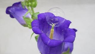 التقنية الجديدة أثبتت فاعليتها في تلقيح 95% من الأزهار